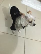 chihuahua habillé en manteau noir avec col fourrure