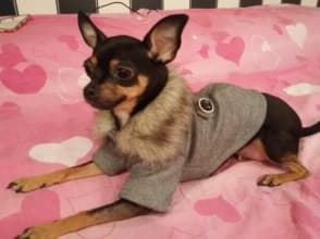 pinscher habillé en manteau gris d'hiver