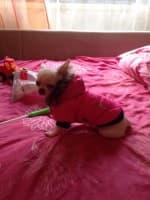 tenue contre le froid pour chien