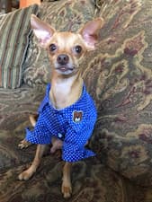 chemise d'été stylé pour chihuahua