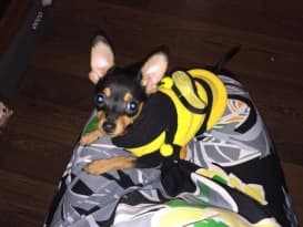 déguisement d'abeille pour pinscher nain