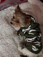 sweat imprimé vert camouflage pour petit chien