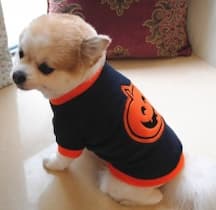 habit halloween pour chihuahua