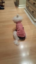 tricot pour petit chien