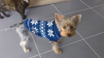 pull hiver pour chien