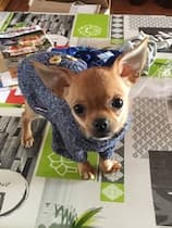 chihuahua vêtu d'un pull bien chaud