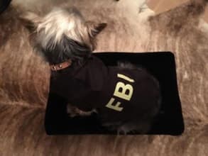 pull à capuche logo FBI pour chien