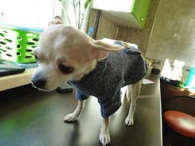 chihuahua habillé avec pull d'hiver en laine