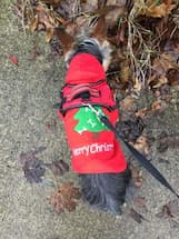 pull à capuche décoration noël pour chien