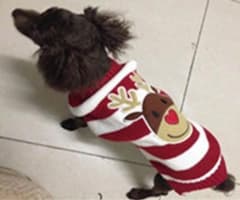 tricot de noel pour petit chien