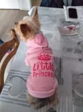 sweat princesse couronne pour chien