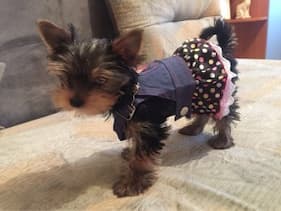 yorkshire en robe fashion