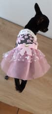 robe avec dentelle pour petit chien