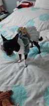 robe en jean avec dentelle pour petit chien