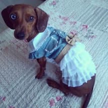 robe glamour en jean pour chien