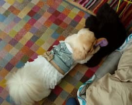 chienne habillée en robe en jean