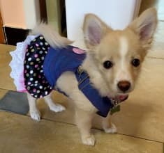 chiot avec robe salopette
