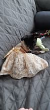 robe de mariage et bapteme pour petit chien