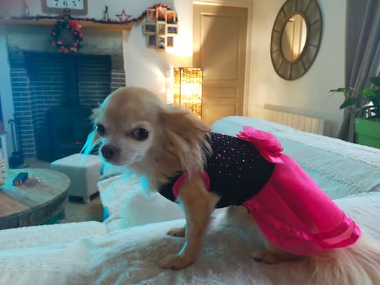 robe strass et fleur rose pour chien