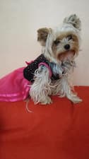 robe tutu rose pour petit chien