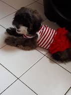maillot rayé avec jupon pour chien