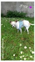 chihuahua habillé en robe dentelle
