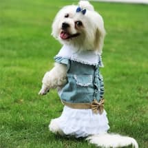 robe avec noeud pour chienne
