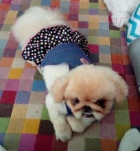 robe jupon à pois en jean pour chien