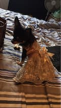 femelle chihuahua porte robe brodée de mariage