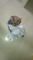 robe de mariée pour petit chien
