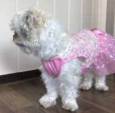 robe légère à petit prix pour chienne