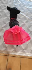 robe rose pour chienne