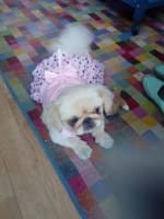 robe rose étoilée pour petit chien