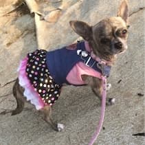 habit en jean pour chihuahua