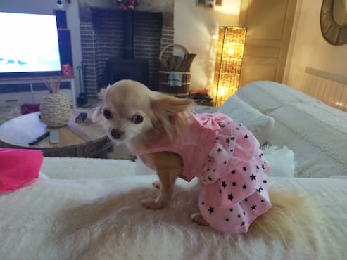 robe rose étoilée pour petit chien