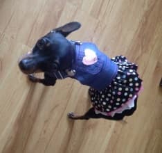 pinscher en robe jean