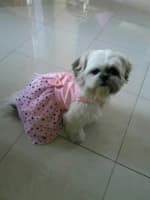 shih tzu habillé en robe rose avec étoiles imprimées