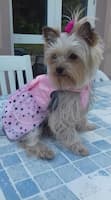 robe de princesse pour petit chien