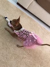 robe pour chihuahua