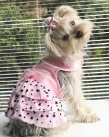 tenue été pour petit chien