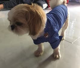 petit chien porte une chemise bleue