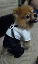 costume mariage pour chien