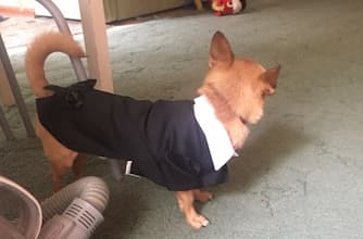 tenue de marié pour chien