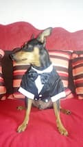 pinscher en smoking