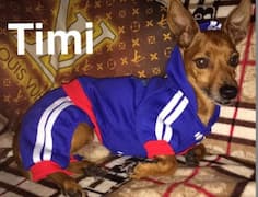 survêtement 4 pattes pour chien