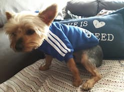 pull adidog pour petit chien