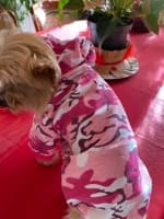 sweat rose à capuche pour chien