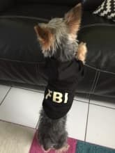 sweat noir inscription fbi pour petit chien