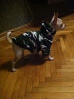 chihuahua porte un sweat style militaire