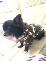 pull camouflage pour petit chien